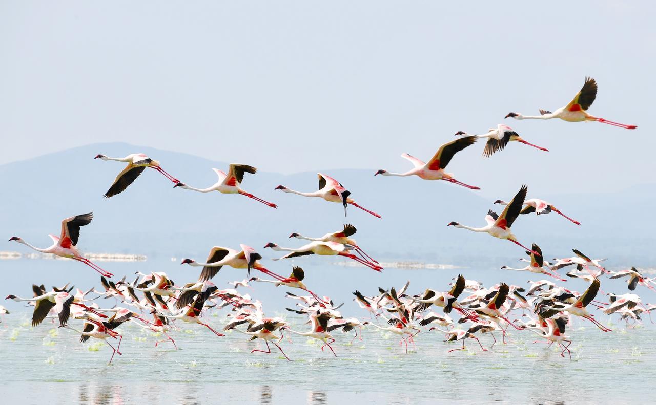 Mbweha Camp Lake Nakuru Elmenteita Kültér fotó