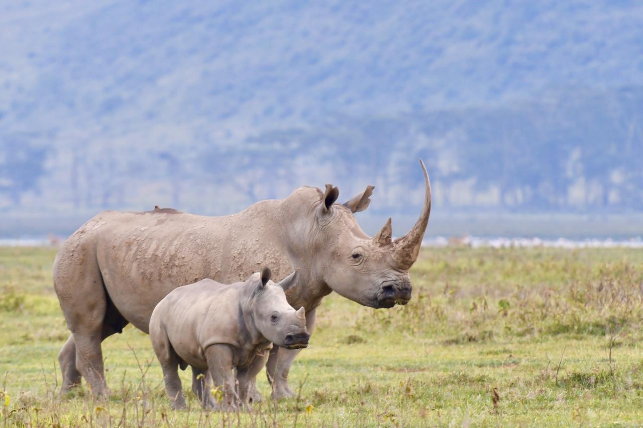 Mbweha Camp Lake Nakuru Elmenteita Kültér fotó