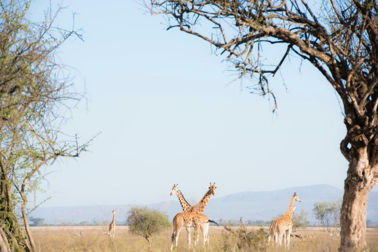 Mbweha Camp Lake Nakuru Elmenteita Kültér fotó